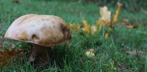 De merveilleux bolets habitent les sous-bois des Grands Lacs