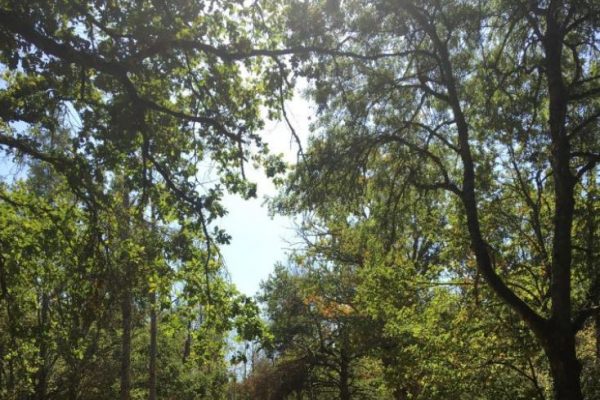PHOTO FORET DE LUTHENAY
