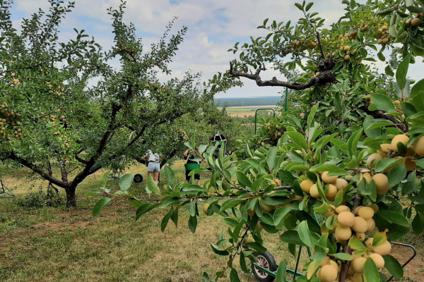 Route des mirabelles - haute-saône